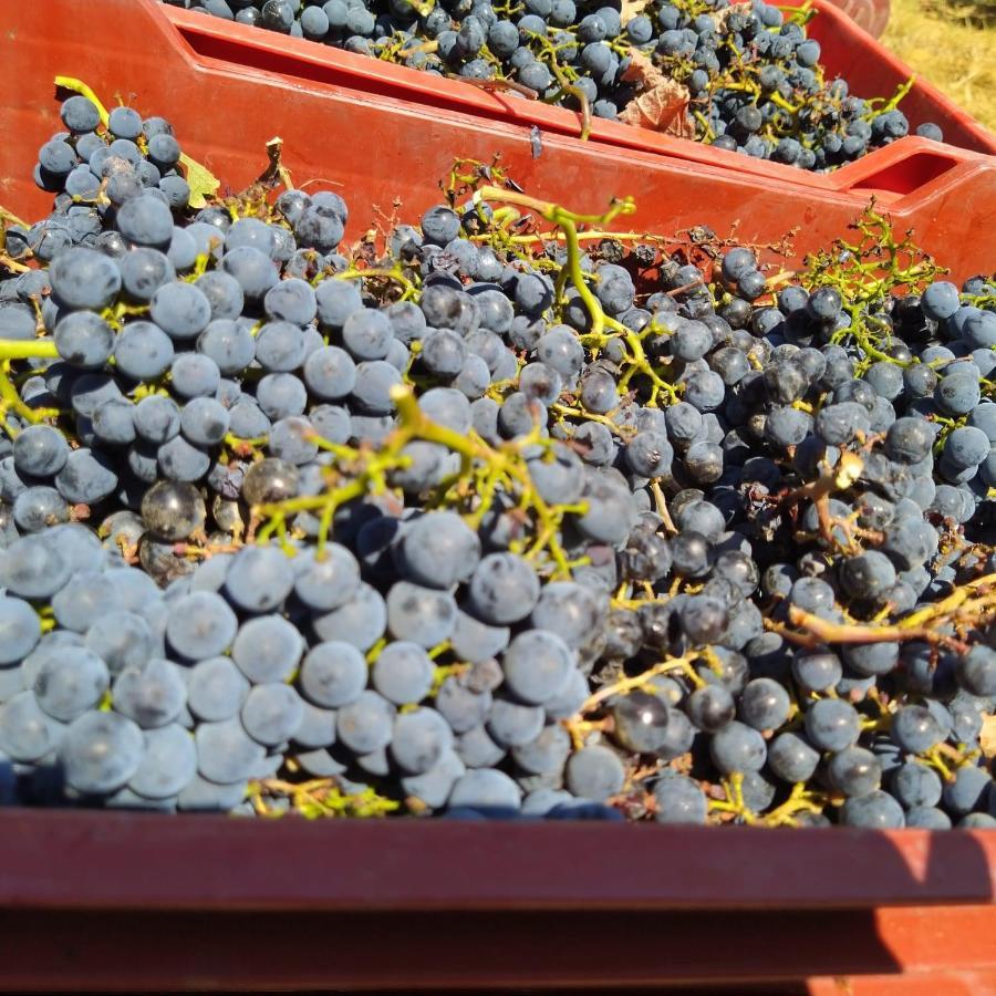La Giribaldina Winery & Farmhouse Calamandrana Exterior photo